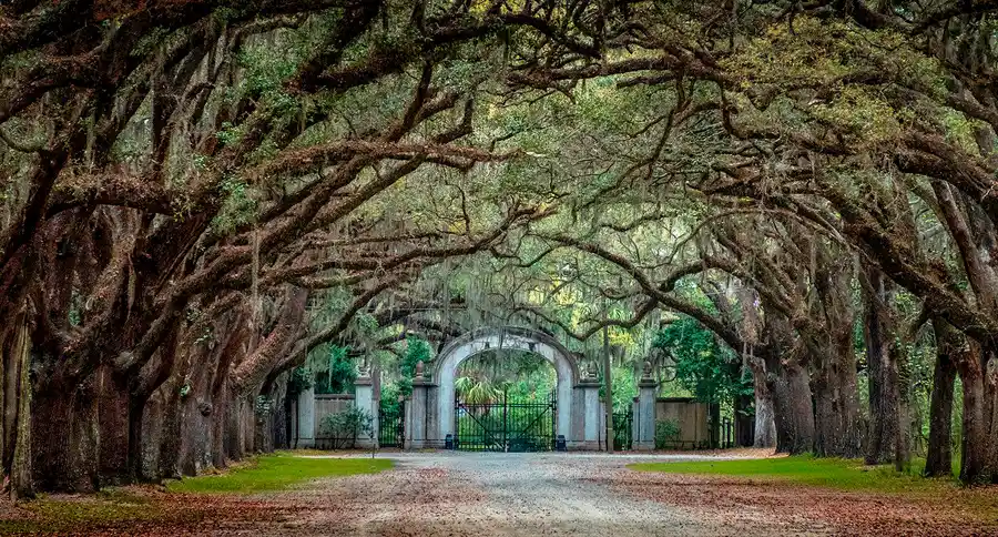 Avenue of moss-draped live oaks leading to the entrance of Wormsloe Historic Site.