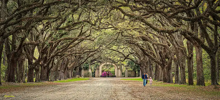 Avenue of moss-draped live oaks leading to the entrance of Wormsloe Historic Site, with visitors beneath the trees.