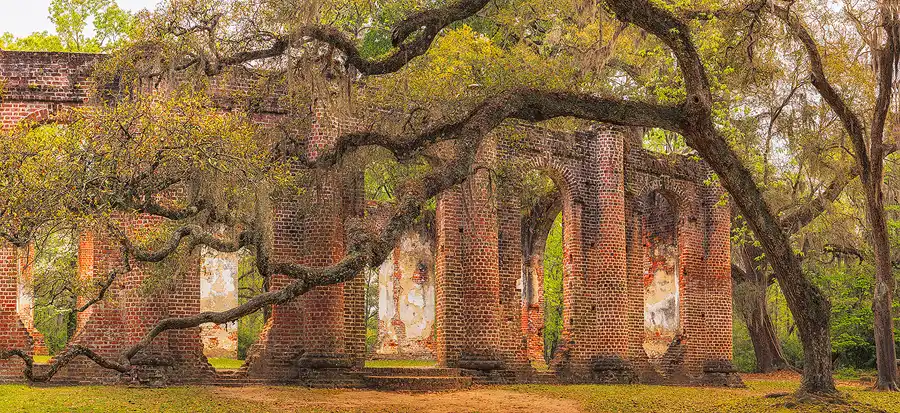Moss-draped live oaks surrounding the brick ruins of Old Sheldon Church.
