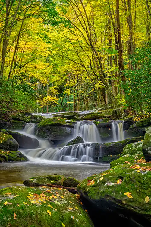 Gentle mountain stream cascading through moss-covered rocks beneath an early autumn canopy in Great Smoky Mountains National Park.
