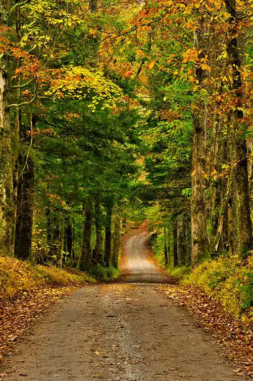 Narrow country road disappearing into a tunnel of autumn trees along Sparks Lane in Great Smoky Mountains National Park.