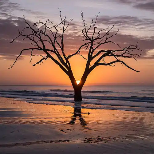 Morning sun peeking through the trunk of a weathered tree at Botany Bay's Boneyard Beach.