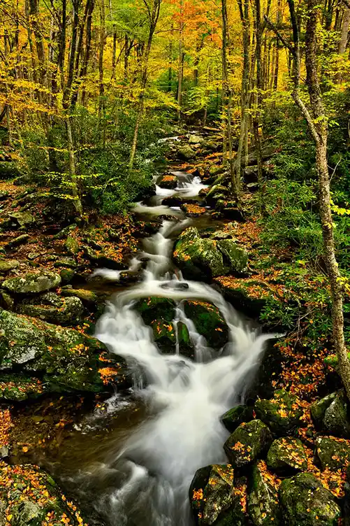 Mountain stream tumbling through moss-covered boulders beneath an early autumn forest in Great Smoky Mountains National Park.