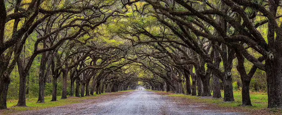 Avenue of moss-draped live oaks stretching into the distance at Wormsloe Historic Site.