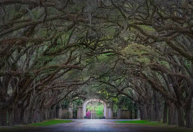 Live oak trees arching over the avenue leading to the historic entrance gate at Wormsloe Historic Site near Savannah, Georgia.
