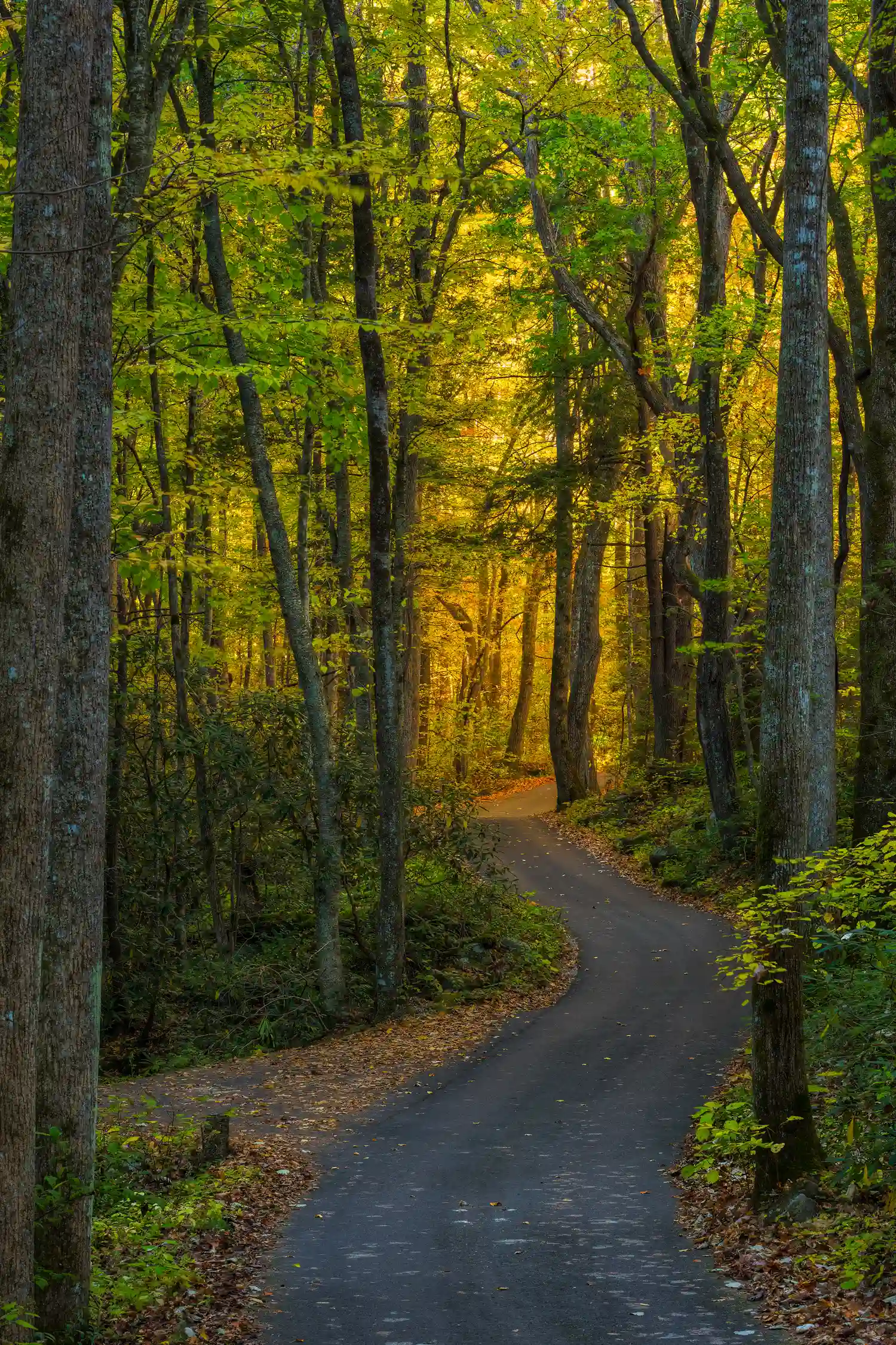 Fall forest along Roaring Fork Road in Great Smoky Mountains National Park.