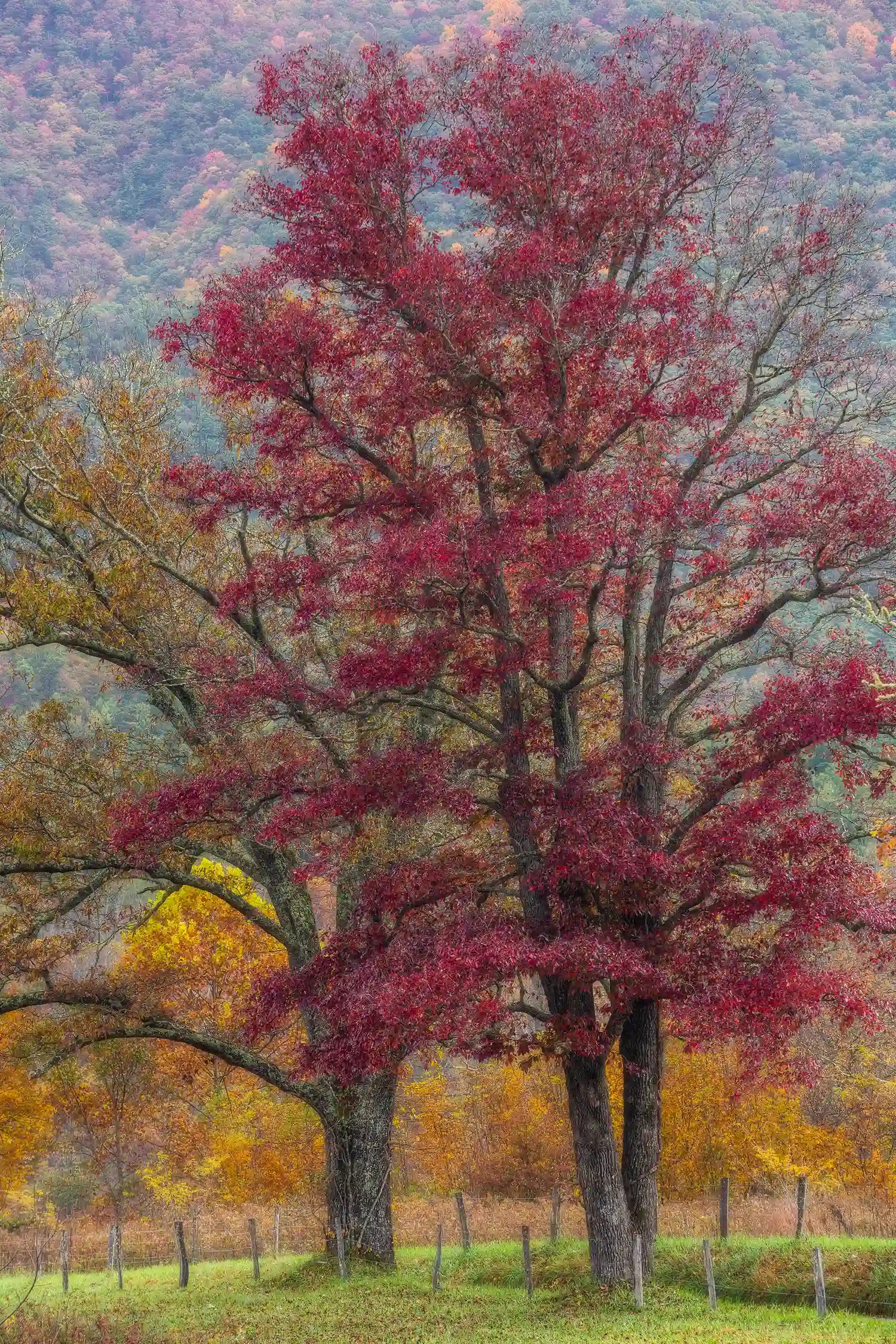 Red tree in Cades Cove, Great Smoky Mountains National Park.