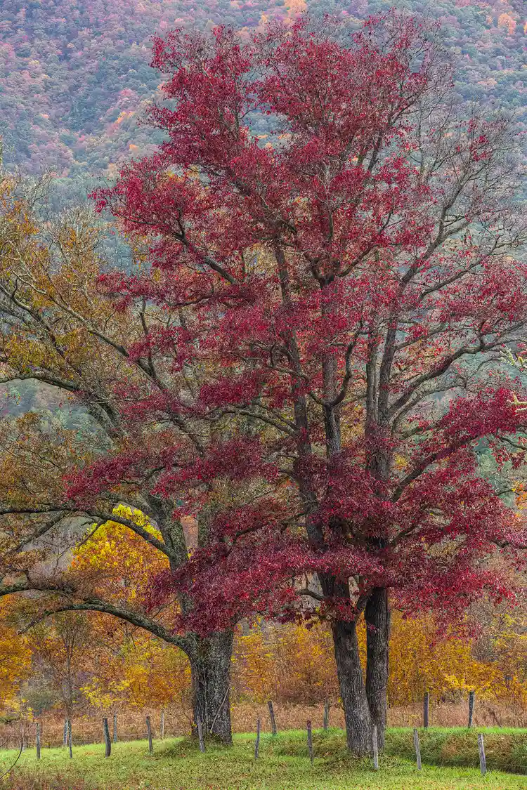 Photography location in Cades Cove; A large, red leafed tree positioned to the right of middle, fills most of the vertical frame. Just behind it and to the left is a smaller tree with dull yellow leaves. Further back are a few, short, golden trees and then in the distant, filling behind everything, is a mountainside showing autumn colors.