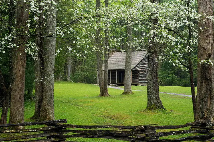Workshop location; At the bottom of the image is a criss cross fence. Looking over it one sees a large, green lawn with a scattering of trunks from various tall trees. The small, historic Carter Shields cabin sits in view at the back of the lawn. Vibrant, spring leaves fill the forest behind, while higher up in the image, flowering dogwood branches in the foreground form an arch over the cabin.
