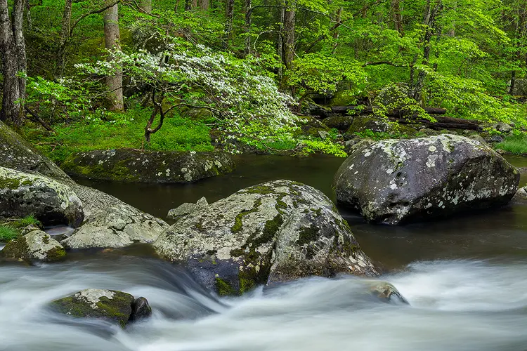 Photography location; Beautiful silky water flows left to right in the bottom of the frame. Large moss and lichen covered boulders, in calmer water, take the middle of the frame. In the top, a forest displays the vibrant greens of Spring. In front of the forest, on the left, is a blooming dogwood tree arching over the Middle Prong of the Little River in Great Smoky Mountains National Park.