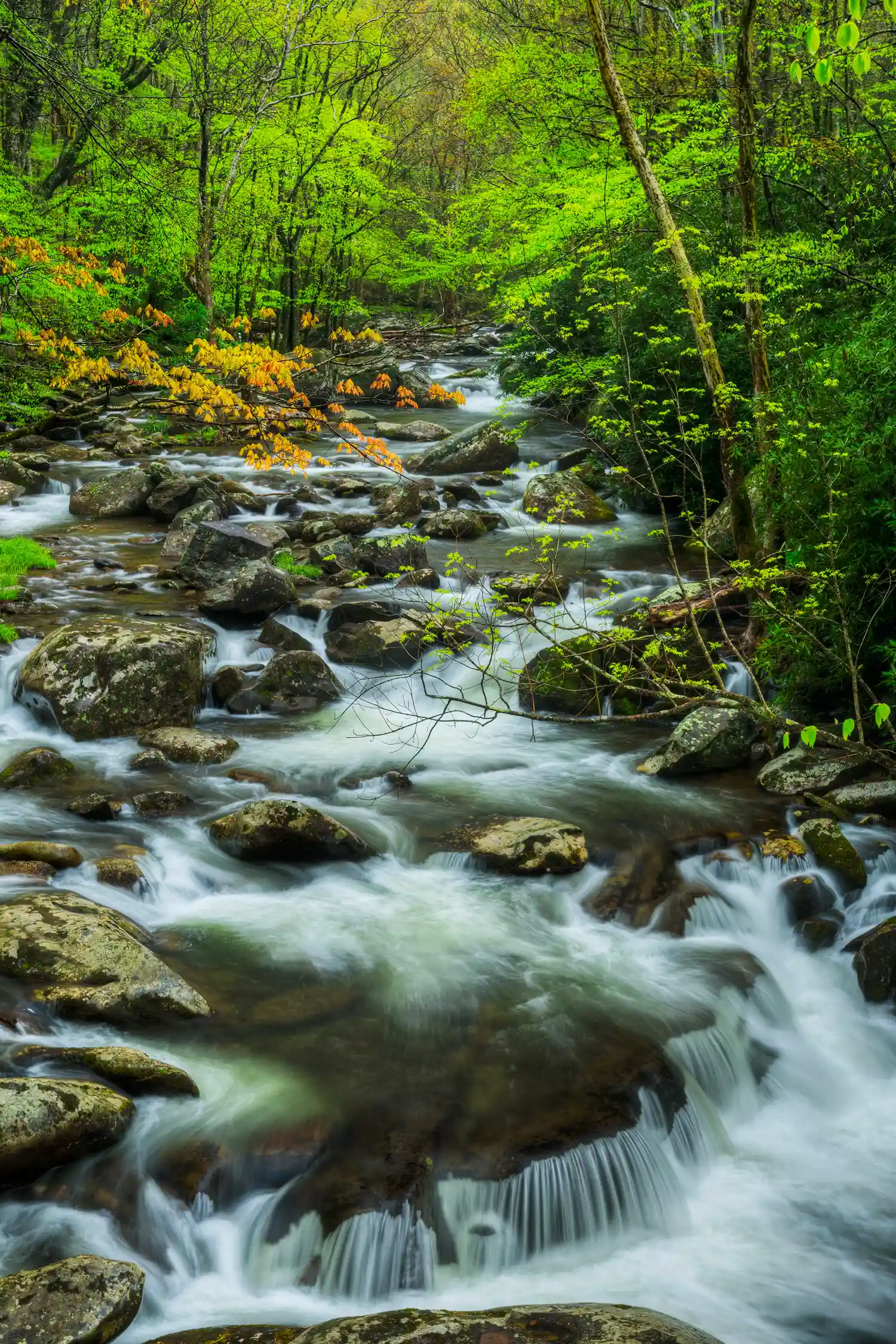 Cascades on the Middle Prong of the Little River in Great Smoky Mountains National Park in spring.