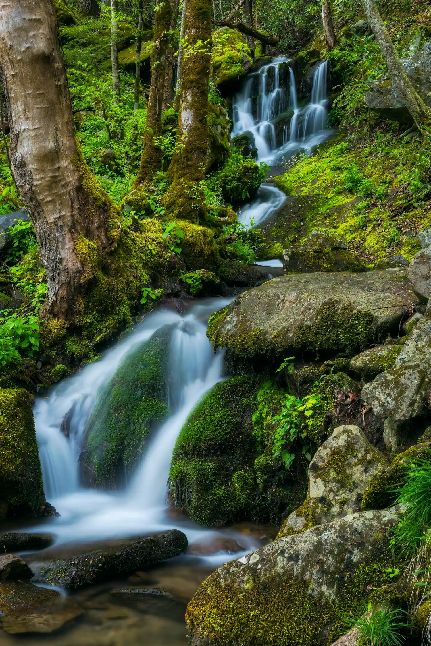 Waterfall in a mossy forest in Great Smoky Mountains National Park in spring.